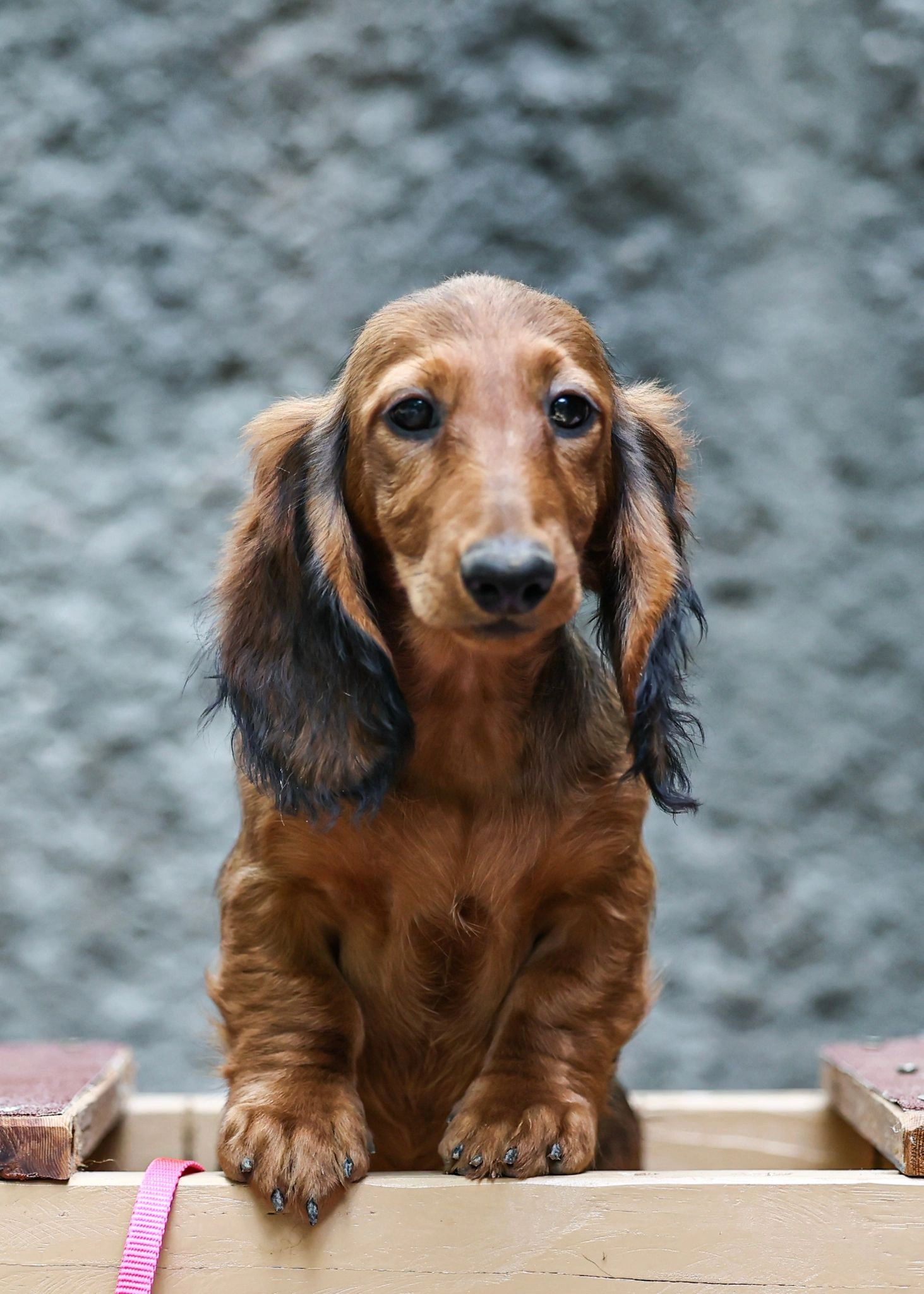 Spay hotsell coat dachshund